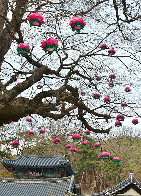 봄풍경이 아름답기로 이름난 충남 공주의 마곡사. 산문을 지나 오색 연등으로 화려하게 장식된 극락교를 건너가면 머리 위로 연등이 별처럼 떠 있다. 나무에 솜씨 있게 매어놓은 연등은 절집의 정취를 더욱 화려하게 한다.