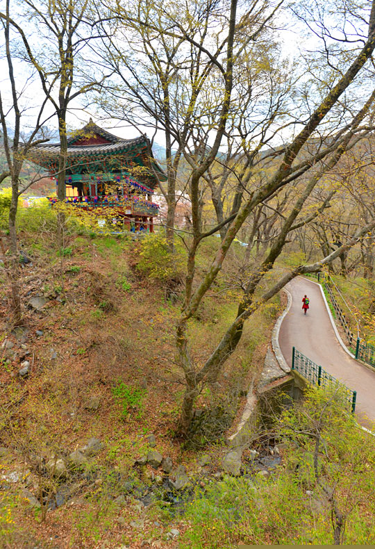 충남 공주의 계룡산 아래 절집 갑사로 드는 오솔길. ‘오리숲길’이라 불리는 일주문과 천왕문을 지나면 가장 먼저 마중 나오는 게 언덕 위에 올라앉은 범종루다. 절집으로 드나드는 오리숲길에는 신록이 한창이지만, 법당 주변에는 이제 막 수채화 물감 같은 연두색이 번져 나가기 시작했다.