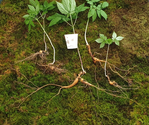 110년 이상 된 천종산삼 5뿌리 발견[한국전통심마니협회 제공]