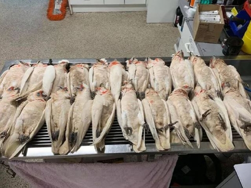 하늘에서 떨어진 뒤 집단 폐사한 흰앵무새[사라 킹 페이스북]