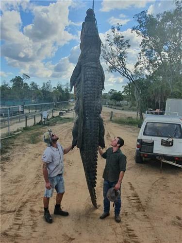 뱃속에서 수술용 철심이 나온 거대 악어 [쿠라나 악어 농장 페이스북 캡처=연합뉴스]
