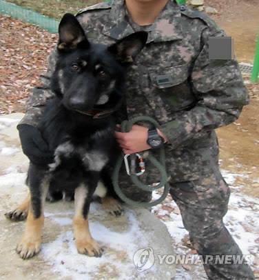 조은누리양 발견한 군견 ‘달관’이[연합뉴스 자료사진]