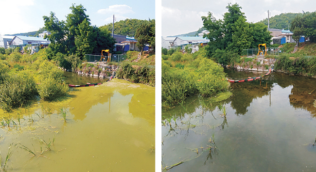 부산의 정우티엔에스와 경남 양산의 씨엠아이가 공동 개발한 녹조 제거제 ‘마이팅션’은 지난 6월 25일 한국농어촌공사의 의뢰로 경기 광주시 홍중저수지에서 사용돼 우수한 효과가 입증됐다. 사진은 마이팅션 사용 전(왼쪽)과 사용 1주일 뒤 녹조가 말끔히 제거된 홍중저수지 모습. 정우티엔에스 제공