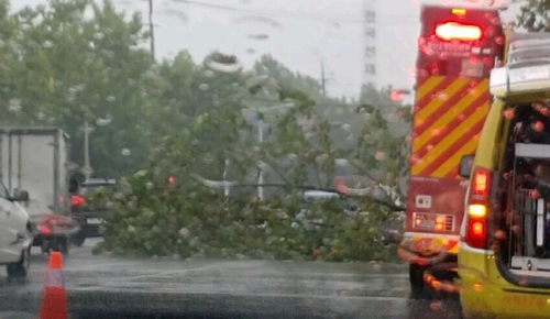 강풍에 넘어진 가로수[부산경찰청 제공]