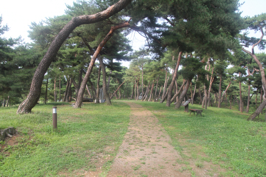 공주를 찾는 이들이라면 반드시 방문해야 하는 장소로 손꼽히는 고마나루에는 은은한 솔향기가 풍긴다. 고마나루 뒤편에는 장성한 소나무들이 마치 백제를 지키려 나선 장수들처럼 촘촘하게 들어서 솔밭을 이루고 있다.
