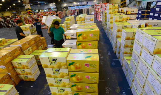 27일 서울 송파구 가락동 농수산물도매시장에서 시장 관계자들이 추석 제수용품으로 출하될 과일 경매를 준비하고 있다. 올해 사과, 배, 배추, 무 등은 전례 없는 대풍으로 가격이 크게 떨어지면서 생산농가의 시름이 깊어지고 있다.