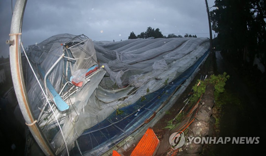 (서귀포=연합뉴스) 제13호 태풍 ‘링링’이 제주를 강타한 7일 오전 제주 서귀포시 서호동의 한 감귤 비닐하우스 2동이 강풍에 무너져내렸다. 사진은 비닐하우스 철골이 엿가락처럼 휘어져 주저앉은 모습. 2019.9.7