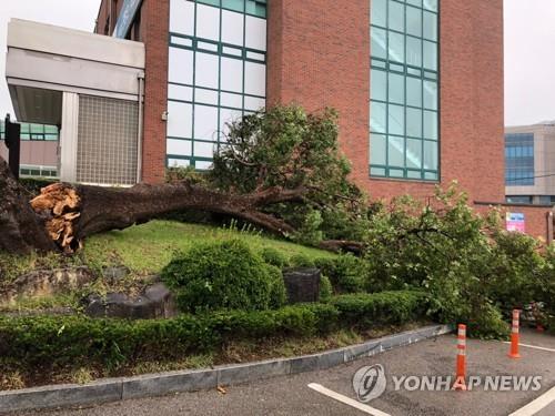 (대전=연합뉴스) 제13호 태풍 링링 북상으로 전국이 태풍 영향권에 든 7일 충남 서산시청 내에 느릅나무 한 그루가 강풍에 쓰러져 있다. 2019.9.7
