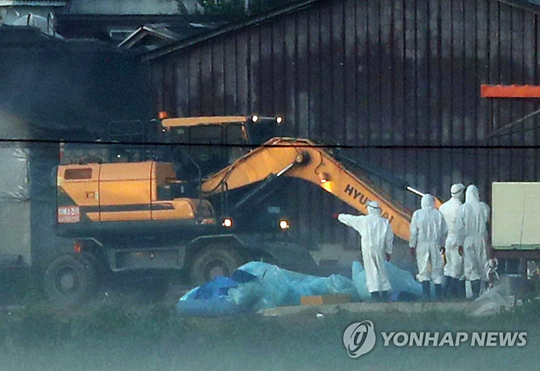 (김포=연합뉴스) 24일 아프리카돼지열병(ASF)이 확진된 경기도 김포시 통진읍 한 양돈농장에서 방역당국 관계자들이 돼지들을 살처분하고 있다. 2019.9.24