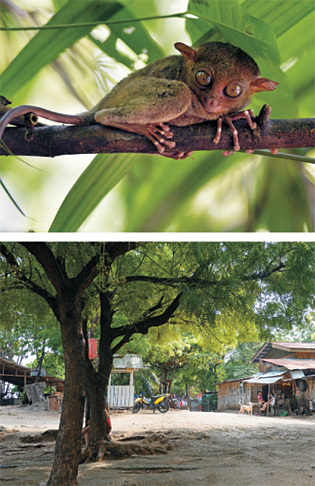 위에서부터 보홀에 서식하는 타르시어(안경원숭이), 세부 막탄섬 ‘푸속’ 마을의 평화로운 전경.