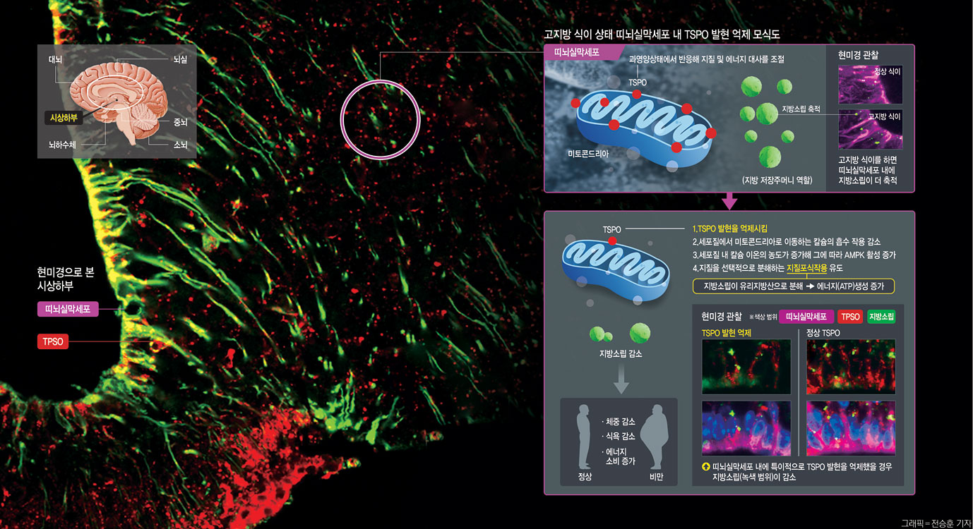 그래픽 = 전승훈 기자