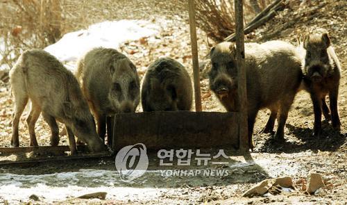 (인제=연합뉴스) 동부전선 최전방 육군 12사단 GOP 한 소초 잔반통에 멧돼지 무리가 잔반을 먹기 위해 모이고 있다. /2008.2.27/