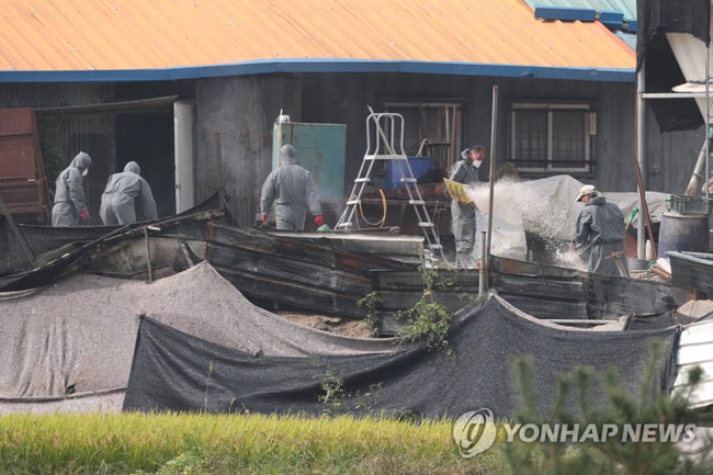 (파주=연합뉴스) 4일 경기도 파주시 아프리카돼지열병(ASF)이 발생한 양돈농가에서 방역당국이 살처분을 마친 뒤 생석회를 뿌리며 농장을 정리하고 있다.정부는 아프리카돼지열병 확산을 막기 위해 파주와 김포 지역의 모든 돼지를 수매 후 도축하거나 예방적 살처분하기로 했다. 2019.10.4