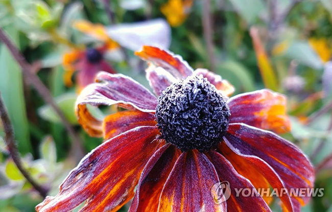 (평창=연합뉴스) 올가을 들어 첫 한파 특보가 발효 중인 9일 아침 기온이 0.3도까지 떨어진 강원 평창 대관령에 서리가 내렸다. 2019.10.9