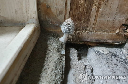 새 아파트 안방 욕실에 핀 버섯 [입주자 제공.재판매 및 DB금지]