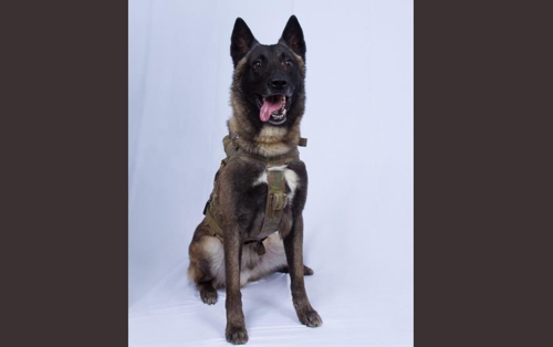 (워싱턴=연합뉴스) 도널드 트럼프 미 대통령은 28일(현지시간) 이슬람국가(IS) 수괴 아부 바크르 알바그다디 제거 작전에 투입된 군견의 사진을 트위터에 공개했다. 2019.10.28. [트럼프 대통령 트위터 캡처]