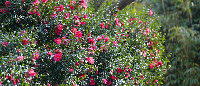 비금도 선왕산 아래 하누넘해수욕장에 벌써 흐드러진 겹동백꽃.