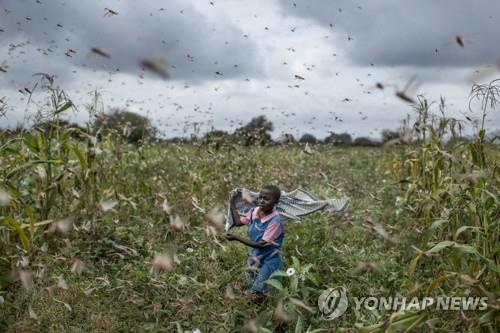 24일(현지시간) 케냐의 한 농장에 나타난 메뚜기떼[AP=연합뉴스]