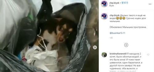 봉투에 담긴 채 발견된 강아지의 모습. [인스타그램에 올라온 동영상을 캡처한 모습]