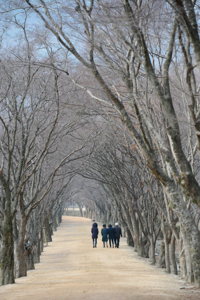 내장사 산문에서 누각 정혜루로 이어진 길. 잎을 다 떨군 단풍나무가 터널을 이룬다.