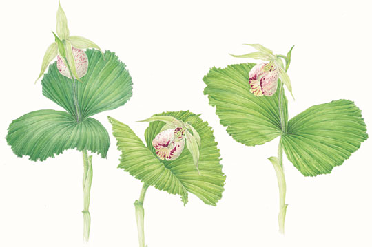 구지연, 광릉요강풀(Cypripedium japonicum), 35×41㎝, 수채화, 2007