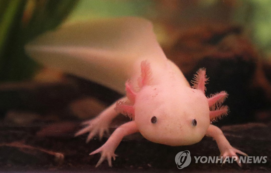 멕시코 도롱뇽 ‘아홀로틀’ [EPA=연합뉴스 자료사진]