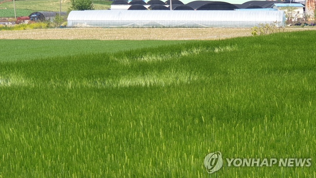 4일 오전 최근 잇따라 지진이 발생한 전남 해남군 서북서쪽 21㎞ 지역 간척지 보리밭이 평온한 모습이다. 이곳에서는 지난달 26일 규모 1.8 지진을 시작으로 이날 오전 11시까지 원인을 알 수 없는 54차례 지진이 발생했다.