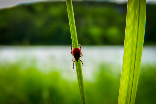 작은소참진드기를 통해 옮는 중증열성혈소판감소증후군(SFTS) 환자 사례가 지난 4월부터 전국 각지에서 잇따라 보고되고 있다. 야외활동을 계획할 때는 풀밭 노출을 최소화하는 등 주의가 필요하다. 게티이미지뱅크