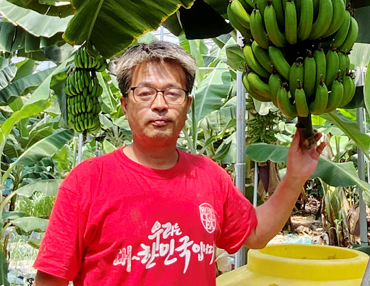 김생수 지우네스토리팜 대표가 전남 강진군 강진읍 자신의 비닐하우스에서 수확을 앞둔 바나나를 배경으로 포즈를 취하고 있다.  전남도청 제공