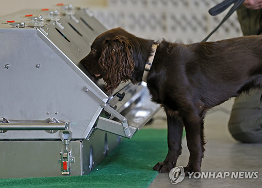 코로나19 샘플 탐지 훈련을 받는 독일 군견[EPA=연합뉴스]