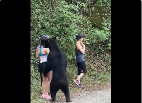 지난 7월 멕시코 공원에서 산책객에 접근한 야생 곰[트위터(@AsiEsMonterrey 등) 영상 캡처]