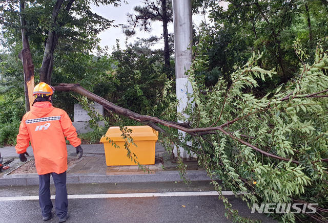 [영암=뉴시스] 변재훈 기자 = 제8호 태풍 ‘바비’가 북상한 26일 오후 전남 영암군 삼호읍 한 도로 주변 가로수가 넘어져 소방당국이 안전 조치를 벌였다. (사진=전남소방 제공) 2020.08.26.
