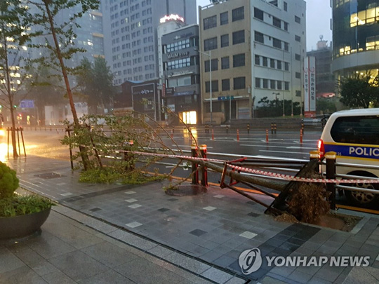 (부산=연합뉴스)  제10호 태풍 하이선이 북상하면서 7일 오전 부산 부산진구에서 가로수가 도로에 넘어져 있다. 2020.9.7