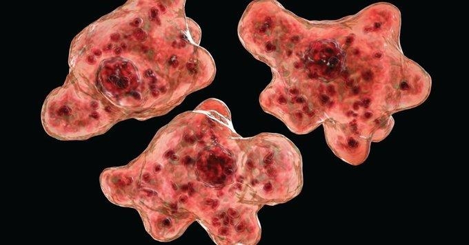 뇌 먹는 아메바로 알려진 ‘네글레리아 파울러리’ [트위터 갈무리·재판매 및 DB 금지]