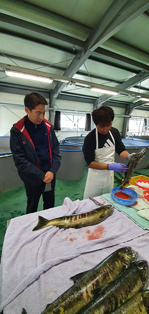경북도 민물고기연구센터 직원들이 이달초 울진군 왕피천으로 회귀한 연어에서 채란작업을 하고 있다. 경북도청 제공