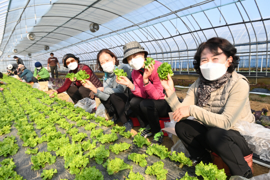 12일 충남 홍성군 장곡면 젊은협업농장을 찾은 귀농·귀촌 연계 농촌체험 여행 참가자들이 쌈채소 수확 체험을 하고 있다. 김호웅 기자