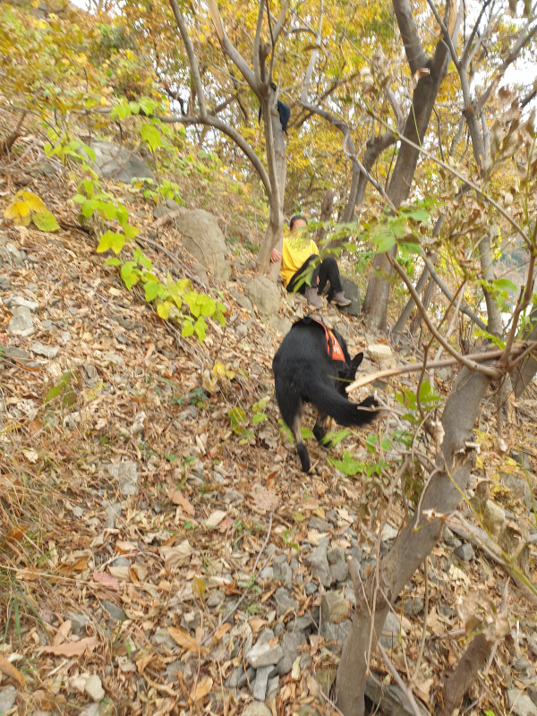 인명구조견 구조