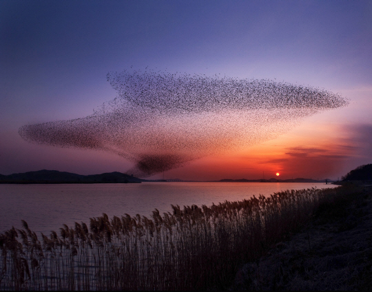 늦가을 금강 변에 위치한 충남 서천군 신성리 갈대밭에서 철새들이 무리 지어 날고 있다.  서천군청 제공