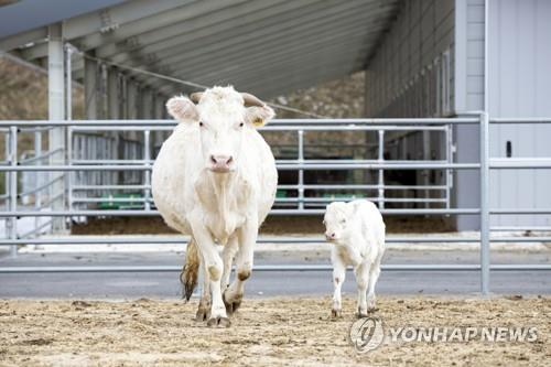 (함양=연합뉴스) 신축년(辛丑年) 흰 소의 해를 맞아 경남 함양군에 자리한 농촌진흥청 국립축산과학원 가축유전자원센터에서 백우 어미 소와 송아지가 나란히 걷고 있다. 가축유전자원센터는 2009년 백우 3마리를 수집한 이후 생명공학기술을 통해 복원·증식하고 있으며 현재 25마리를 사육하고 있다. 2021.1.1 [농촌진흥청 제공. 재판매 및 DB 금지]