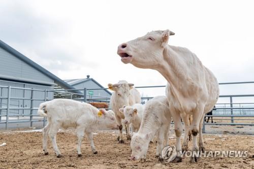 (함양=연합뉴스) 신축년(辛丑年) 흰 소의 해를 맞아 경남 함양군에 자리한 농촌진흥청 국립축산과학원 가축유전자원센터에서 백우 어미 소와 송아지가 걷고 있다. 가축유전자원센터는 2009년 백우 3마리를 수집한 이후 생명공학기술을 통해 복원·증식하고 있으며 현재 25마리를 사육하고 있다. 2021.1.1 [농촌진흥청 제공. 재판매 및 DB 금지]
