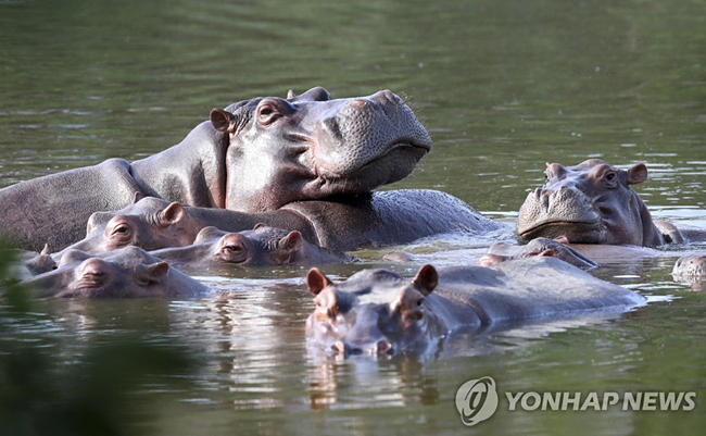 [AP=연합뉴스]