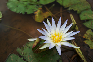 파란수련(Nymphaea nouchali var. caerulea)