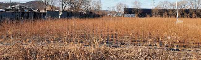 LH 직원 투기의혹이 불거진 경기 광명·시흥 신도시가 들어설 과림동의 밭에 2일 오후 수확기가 지났음에도 거둬 들이지 않은 밭작물이 방치돼 있다.