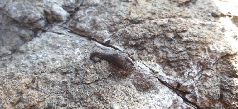 안산 대부도 탄도항 인근에서 발견된 코리아케라톱스 발가락뼈 추정 화석. [안산시 제공. 재판매 및 DB금지]