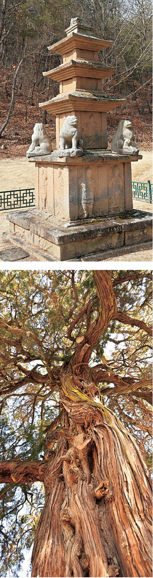 사진 위는 훌륭한 비례감을 갖춘 의성의 빙산사지 오층석탑. 탑에 올려진 사자상은 복제품. 진품 두 개는 일제강점기 도난당했고, 나머지 두 개는 대구박물관에 보관 중이다. 사진 아래는 의성 사촌마을의 만취당 곁에서 가지를 뒤틀며 400년을 자란 아름드리 향나무 노거수다.