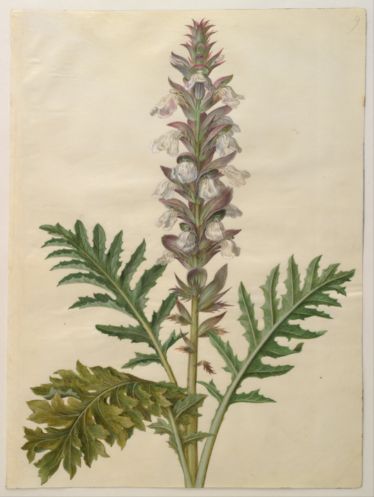 아칸서스 스피노수스(Acanthus spinosus). 1649년에서 1659년 사이에 작업한 책 ‘고토르퍼 코덱스(Gottorfer Codex)’에 실린 한스 사이먼 홀츠베커(Hans Simon Holtzbecker)의 그림.