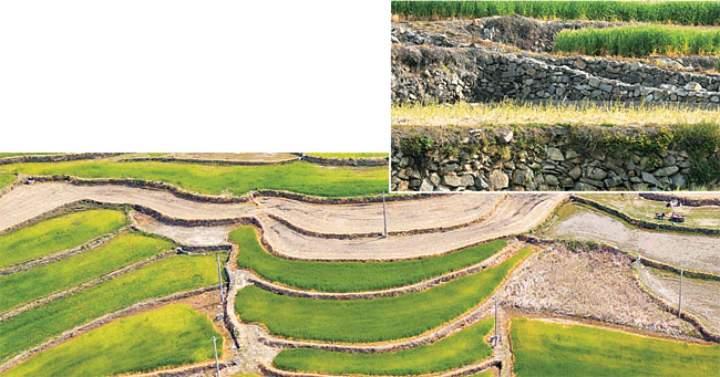 구들돌을 놓듯 수로 위에다 돌을 깔고 그 위에 흙을 부어 만든 청산도의 구들장 논. 사진 위는 계단식으로 만든 양지리의 구들장 논이고, 아래는 찰랑거리는 물결무늬처럼 지은 상서리의 구들장 논이다.