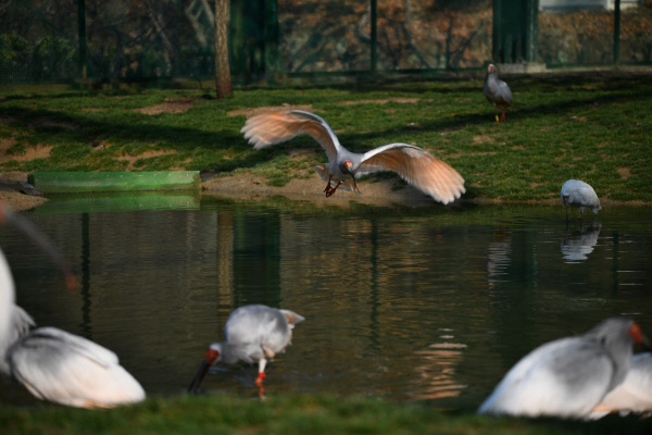 야생 방사하는 따오기 비행 훈련 모습. 문화재청 제공