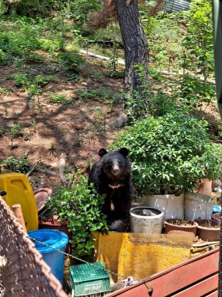 울산의 한 농장에 나타난 곰이 나타나 농장 주변을 어슬렁거리고 있다. 울산소방본부 제공