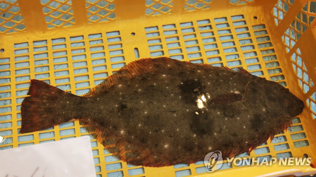 (후쿠시마=연합뉴스) 2021년 3월 3일 일본 후쿠시마(福島)현 이와키시 소재 오나하마 어시장에 후쿠시마 앞바다에서 잡힌 생선이 진열돼 있다. 후쿠시마현은 도쿄 올림픽·패럴림픽을 위해 공급할 수 있는 식품 목록에 넙치(광어), 가다랑어, 무지개송어, 함박조개 등의 수산물을 올렸다.